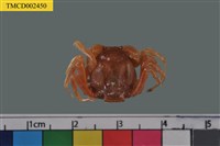 藏品(短指和尚蟹)的圖片